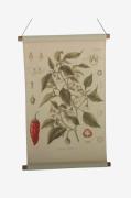 NORDFORM - Vægophæng Chilli - Natur - Posters & billeder - - Homeroom