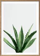 Poster & Frame Wonderhagen Agave Plakat Grøn Str 30x40 cm - Plakater h...